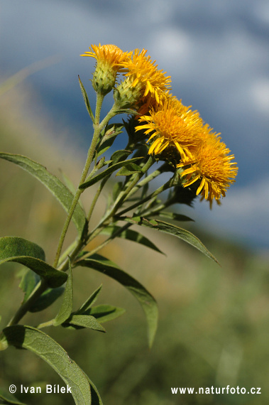 Inula germanica