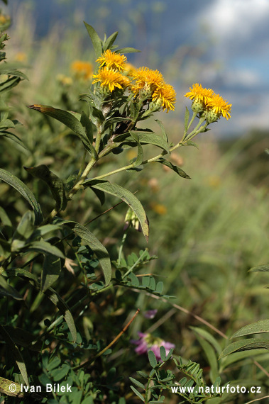 Inula germanica