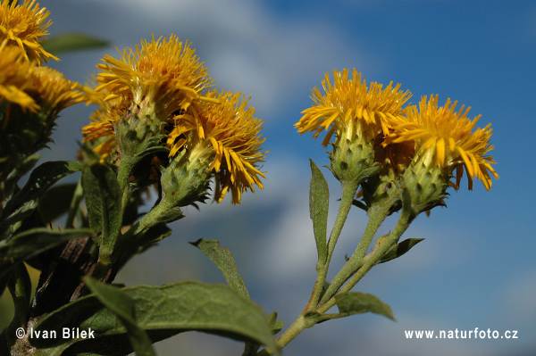 Inula germanica