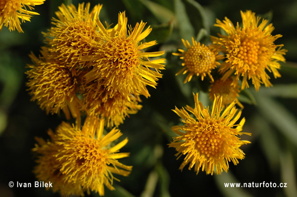 Inula germanica