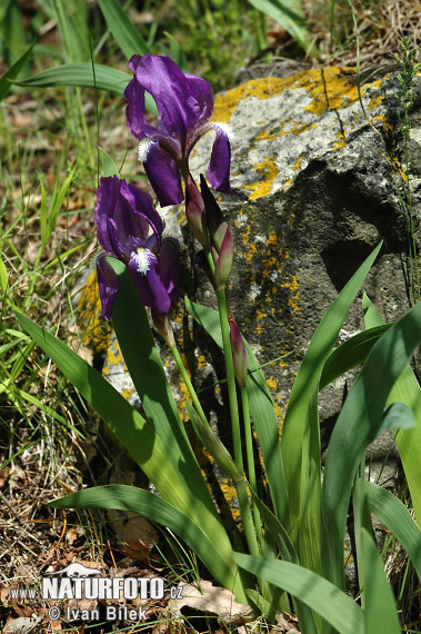 Iris aphylla