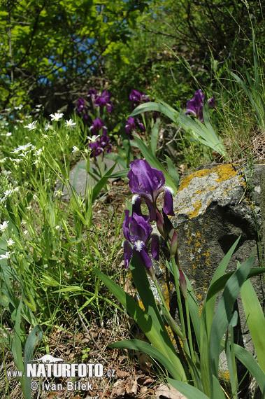 Iris aphylla