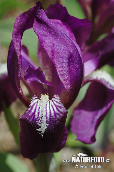 Iris aphylla