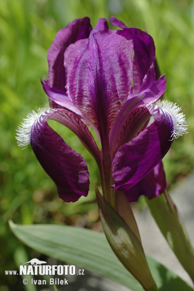 Iris aphylla