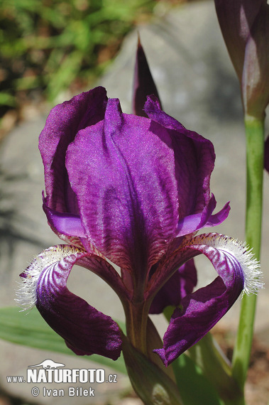 Iris aphylla