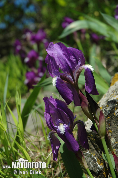 Iris de Perrier