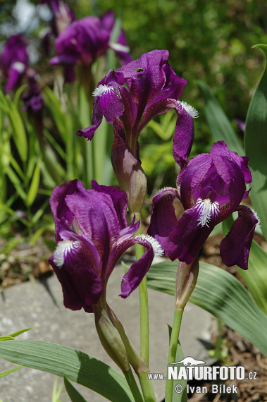 Iris de Perrier