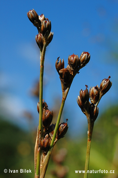 Juncus squarrosus