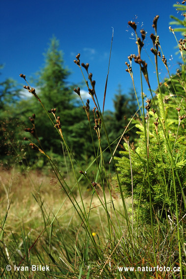 Juncus squarrosus