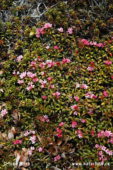 Kalmia procumbens