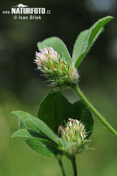 Knotted Clover (Trifolium striatum)