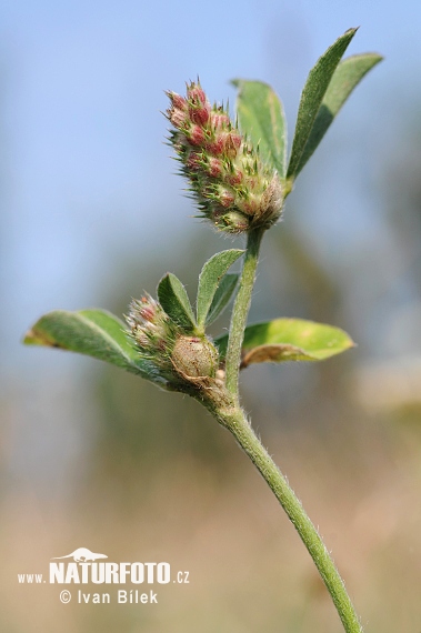 Knotted Clover (Trifolium striatum)