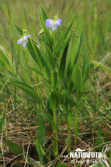 Kõrge kannike