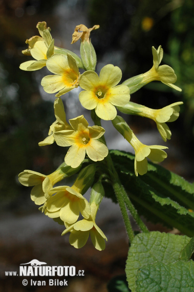 Kõrge priimula