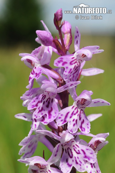 Kukułka Fuchsa - Stoplamek Fuchsa - Storczyk Fuchsa