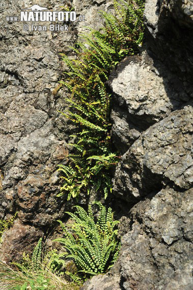 Ladder Spleenwort (Asplenium adulterinum)
