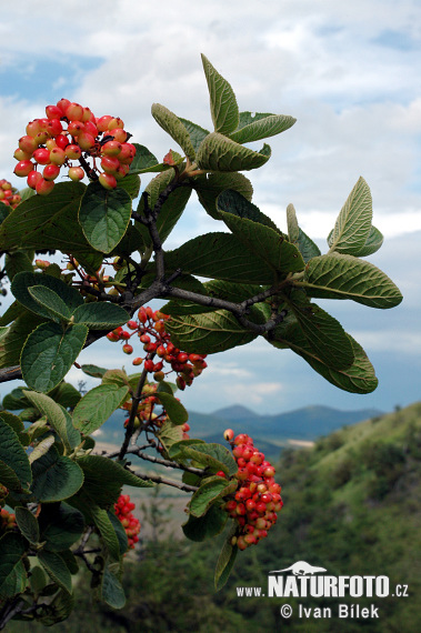 Lantana başınağacı