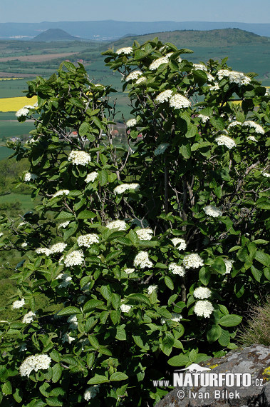 Lantana - Morrionera