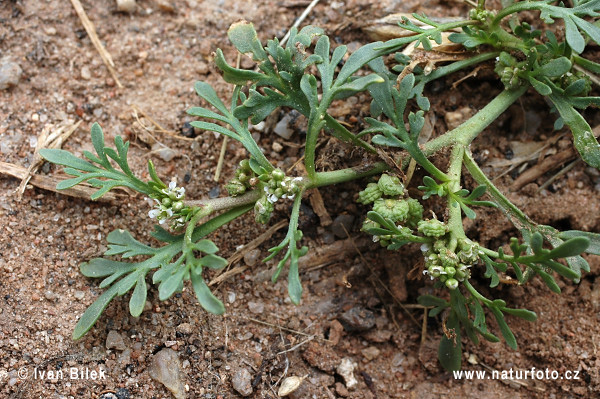 Lappolina gramignola