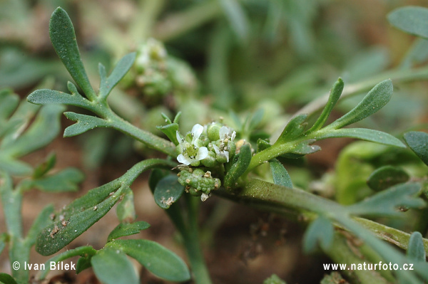 Lappolina gramignola