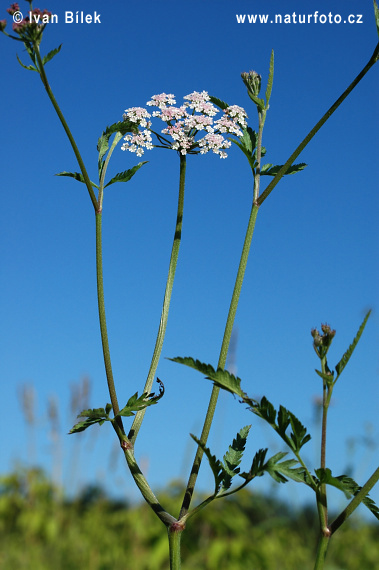 Lappolina petrosello