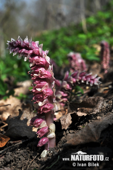 Lathraea squamaria