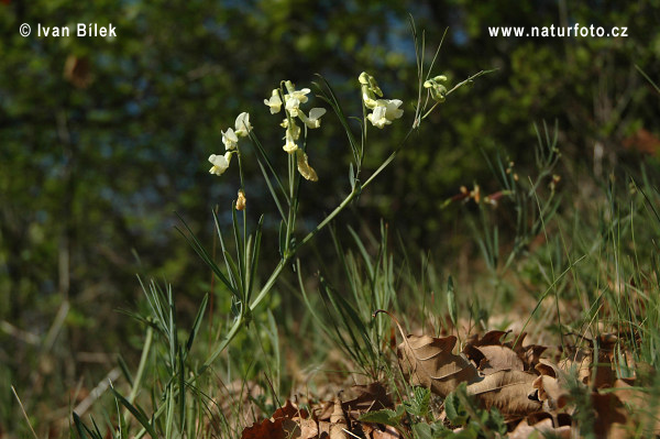 Lathyrus lacteus