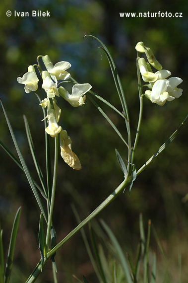 Lathyrus lacteus