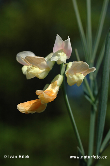 Lathyrus lacteus