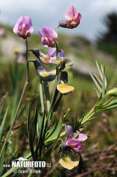 Lathyrus linifolius