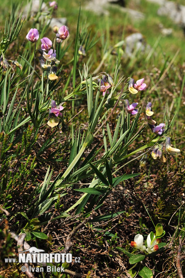 Lathyrus linifolius