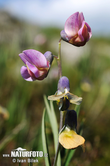 Lathyrus linifolius