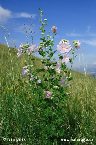 Lavatera thuringiaca