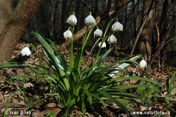 Leucojum vernum