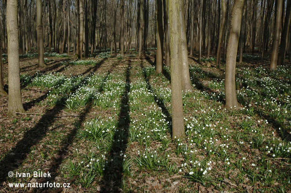 Leucojum vernum