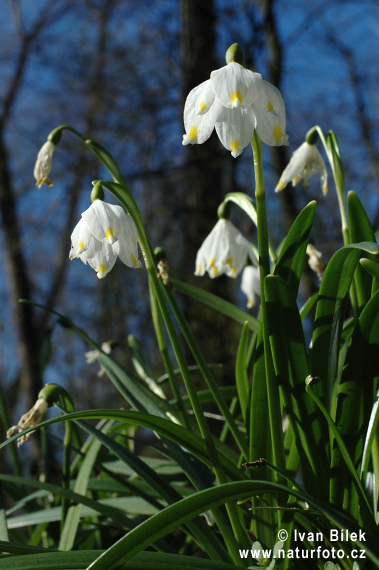 Leucojum vernum