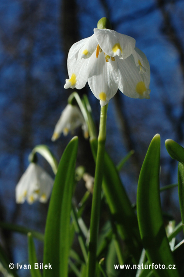 Leucojum vernum