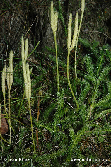 Licopodio officinale