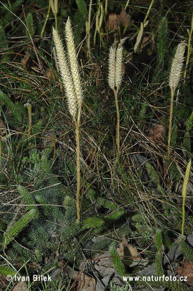 Licopodio officinale