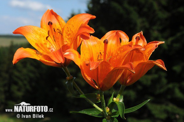 Lilium bulbiferum