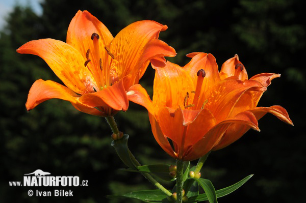 Lilium bulbiferum