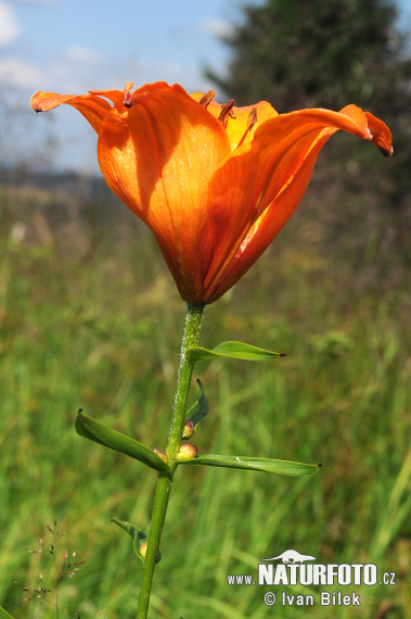Lilium bulbiferum