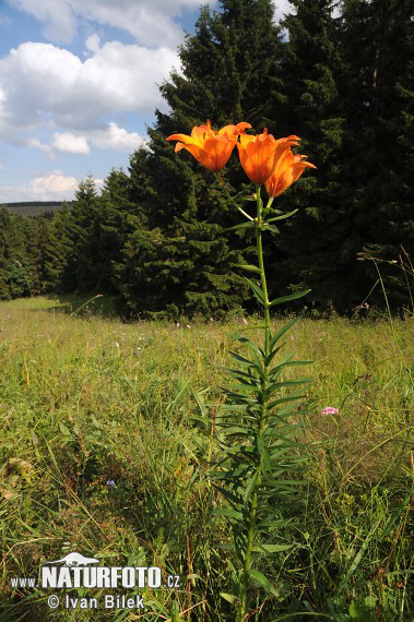 Lilium bulbiferum