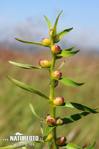 Lilium bulbiferum