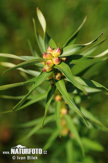 Lilium bulbiferum