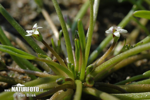 Limosella aquatica