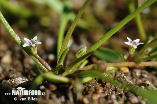 Limosella aquatica