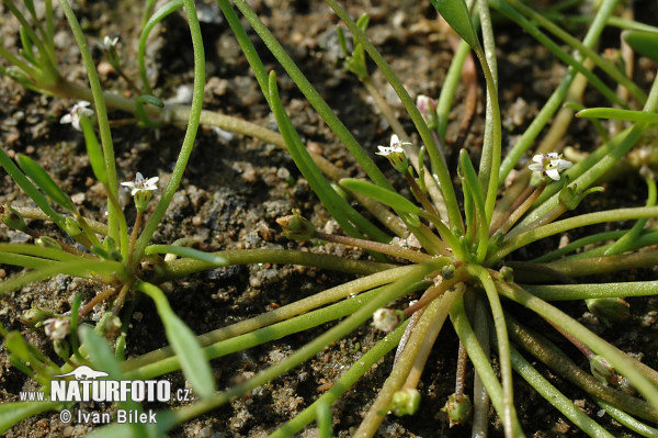 Limosella aquatica