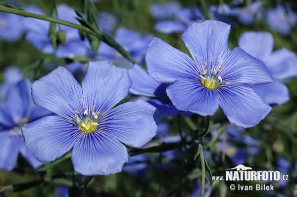 Linum austriacum