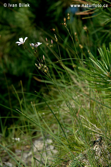 Linum tenuifolium